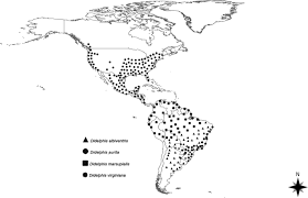 Join facebook to connect with sebastian saracho and others you may know. Didelphis Spp Opossums And Their Parasites In The Americas A One Health Perspective Springerlink