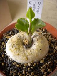 Image result for Ceropegia conrathii