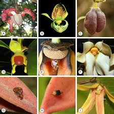 Image result for Annonaceae