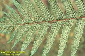 Image result for Christella dentata