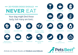 20 Foods Dogs Should Never Eat