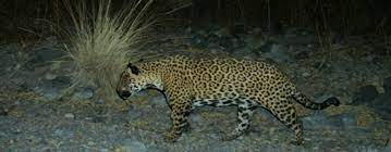 Jaguars puts much consideration into creating an upscale ambience so that our guests may enjoy this experience. Bringing The Jaguar Back To Arizona Tucson Electric Power