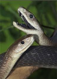 12 Most Poisonous Snakes On Earth Page 13 Of 21 Scribol Com Poisonous Snakes Snake Venom Snake