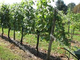 Check spelling or type a new query. Sistemul De Sustinere La Vita De Vie Stalpii Din Lemn Spalieri Monoplani Tehnologie Completa Horticultorul Ro