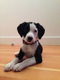 Black And White Border Collie Pointer Mix My Beautiful German Shorthaired Pointer Mix With Great Dane Border Collie Ado German Shorthaired Pointer German Shorthaired Pointer Dog Cute Animals Puppies