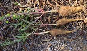 Image result for Talinum crispatulum