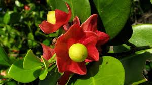 Image result for Heisteria