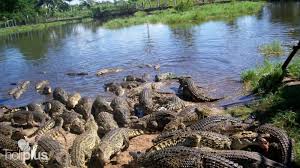 Book Guama Special With Hatiguanico River Tour Departure From Varadero Cubatur