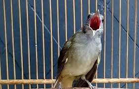Suara kunti vs cililin masteran tembakan rapat dan kasar. Burung Kapas Tembak Makanan Ciri Ciri Harga Suara Perawatan Dll Terbaru 2021 Update Situs Referensi Ilmu Pertanian Peternakan Dan Perikanan