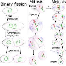 Worksheets are student exploration stoichiometry gizmo answer key pdf, meiosis and mitosis answers work, honors biology ninth grade pendleton high. Cell Division Mitosis And Meiosis Owlcation