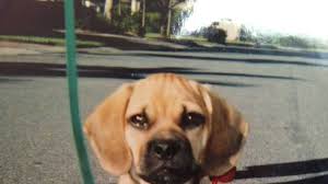 Book them through gigsalad and be covered by our 100% awesome. 11 Columbus Craigslist Pets Gif Pets With Animals Wallpapers Wallspets
