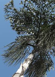 Image result for Caryota urens