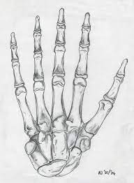 Draw skulls from different angles. Skeleton Hand Skeleton Drawings Skeleton Hands Drawing How To Draw Hands