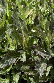 Image result for Gynura pseudochina