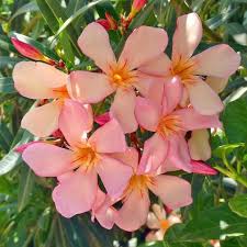 Je nachdem, ob sie einen rückschnitt oder einen erziehungsschnitt durchführen möchten, ist entweder der späte herbst oder das zeitige frühjahr die richtige zeit. Oleander Nerium Oleander Pflanzen Pflegen Mein Schoner Garten