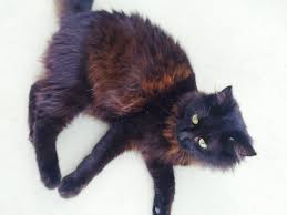 Over 5,688 cats siamese pictures to choose from, with no signup needed. Chances That She Can Have Siamese Kittens Thecatsite