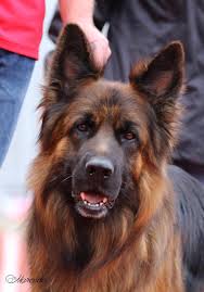 Look at pictures of german shepherd dog puppies who need a home. This Page Is About German Shepherd Puppies For Sale Training Care Import Germany German Shepherd Breeders Purebred German Shepherd Puppies German Shepherd
