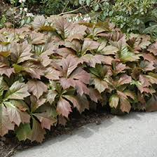 Image result for Searsia rogersii