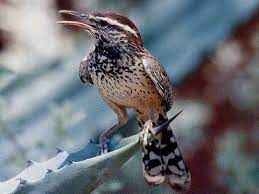Arizona Birds Pictures And Bird Identification Tips