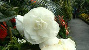 Maybe you would like to learn more about one of these? Flowers Of New Zealand Youtube