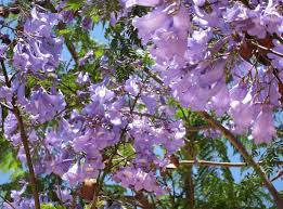 Tree with purple trumpet flowers uk. Entdecken Sie Den Largo Do Carmo Und Seinen Romantischen Charme