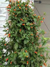 Pin By Annie Barnes On Flowers That I Can Grow Corn Plant Perennial Garden Tropical Garden