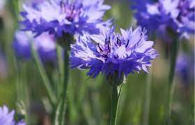 Pin On Wildcrafting Herbalism