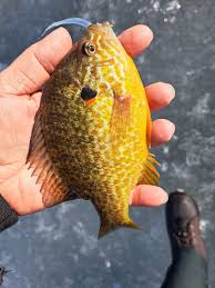 Profile for Joseph Griesbaum