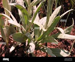 Image result for Helichrysum acutatum