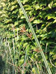 Image result for Cyperus longus