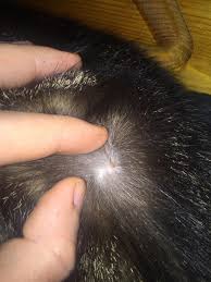 Reddened skin and hair loss of the affected area, more severe cases may develop itching and thickening of the skin. Small Scabs On My Cats Backno Fleas Found Cat Makeup Halloween Cat Makeup Cat Tattoo