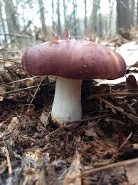 Image result for Russula vinacea