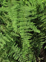 Image result for Hypolepis