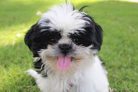 Heather has bred shih tzu dogs as a family business for over 20 years and has a keen passion for introducing people to this amazing breed. How Much Does A Shih Tzu Puppy Cost Shih Tzu Daily