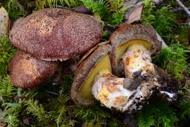 Image result for Suillus wasatchicus