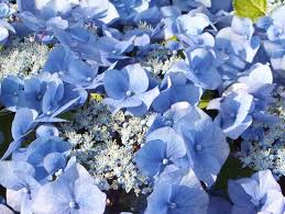 Image result for Ozoroa macrophylla