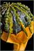 Varieties Gourd Squash