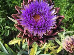 Artischocken Artischocken Garten