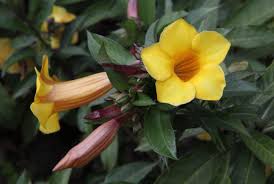 Image result for Allamanda schottii