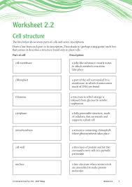 Inside the chloroplasts are stacks of discs called thylakoids. Organelles Of The Plant Cell Worksheet Answers