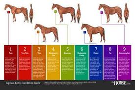 Equine Body Condition Score Poster Thehorse Com Based On