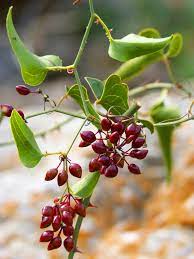 Sarsaparilla contains saponins, specifically sarsapogenin saponins. Smilax Ornata Wikipedia