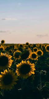 Maybe you would like to learn more about one of these? Aesthetic Sunflower Field Wallpapers Wallpaper Cave