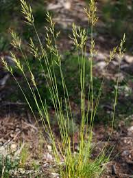 Image result for Hyparrhenia gazensis