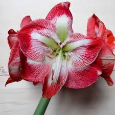 Image result for Hippeastrum