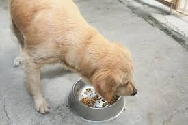 The ingredients used in the recipe are also fresh. Diabetic Dog Food What To Look For