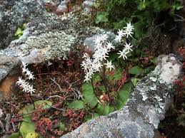 Image result for Holothrix villosa