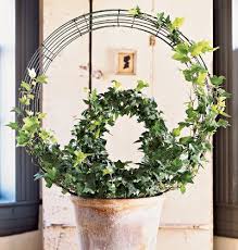 Growing Ivy With Images Plants