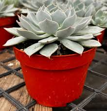 Image result for Senecio subsessilis