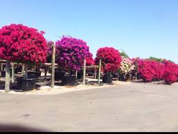 282 Likes 13 Comments Lancescape Miami Lancescapemiami On Instagram Tagging Specimen Bougainvillea Trees Thi Bougainvillea Tree Bougainvillea West Palm